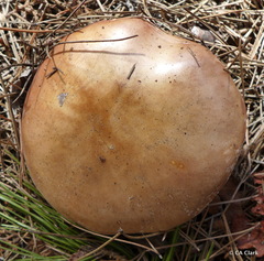 Lepista nuda