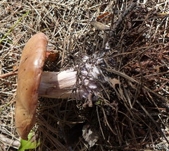 Lepista nuda