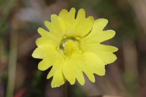 yellow butterwort (Pinguicula lutea)