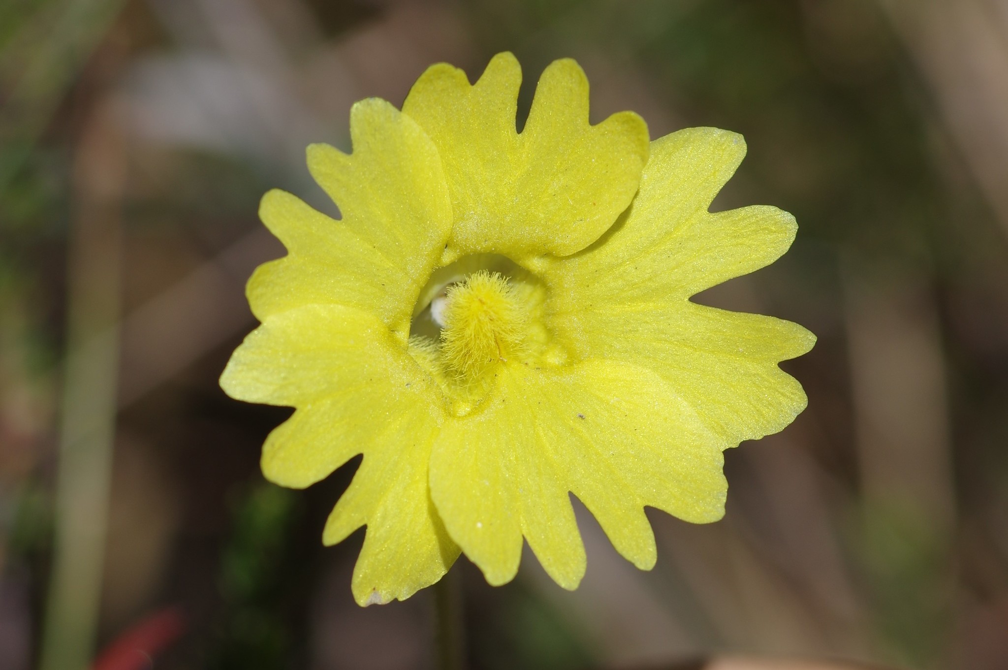 Pinguicula lutea