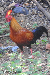 Gallus lafayettii