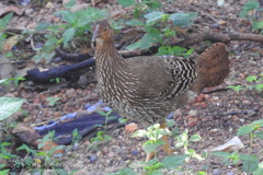 Gallus lafayettii