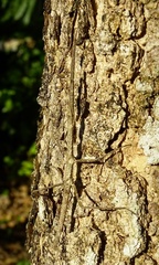 Pseudosermyle phalangiphora