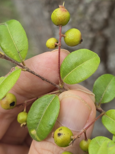 Myrcia guianensis observed 2026-03-20