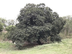 Cynophalla amplissima