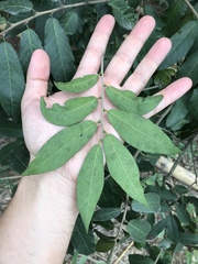 Cynophalla amplissima