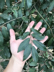 Cynophalla amplissima