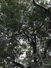 Cynophalla amplissima