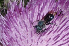 Osmia chalybea