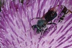 Osmia chalybea