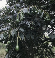 Cynophalla amplissima