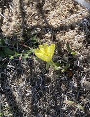 Oenothera primiveris primiveris