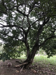 Cynophalla amplissima