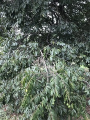 Cynophalla amplissima