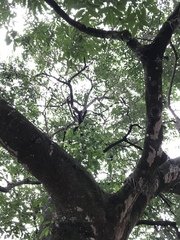 Cynophalla amplissima