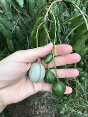 Cynophalla amplissima