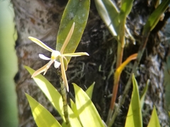 Epidendrum nocturnum
