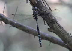 Aeshna canadensis