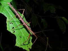 Pseudosermyle phalangiphora