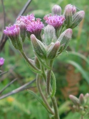 Senecio erubescens