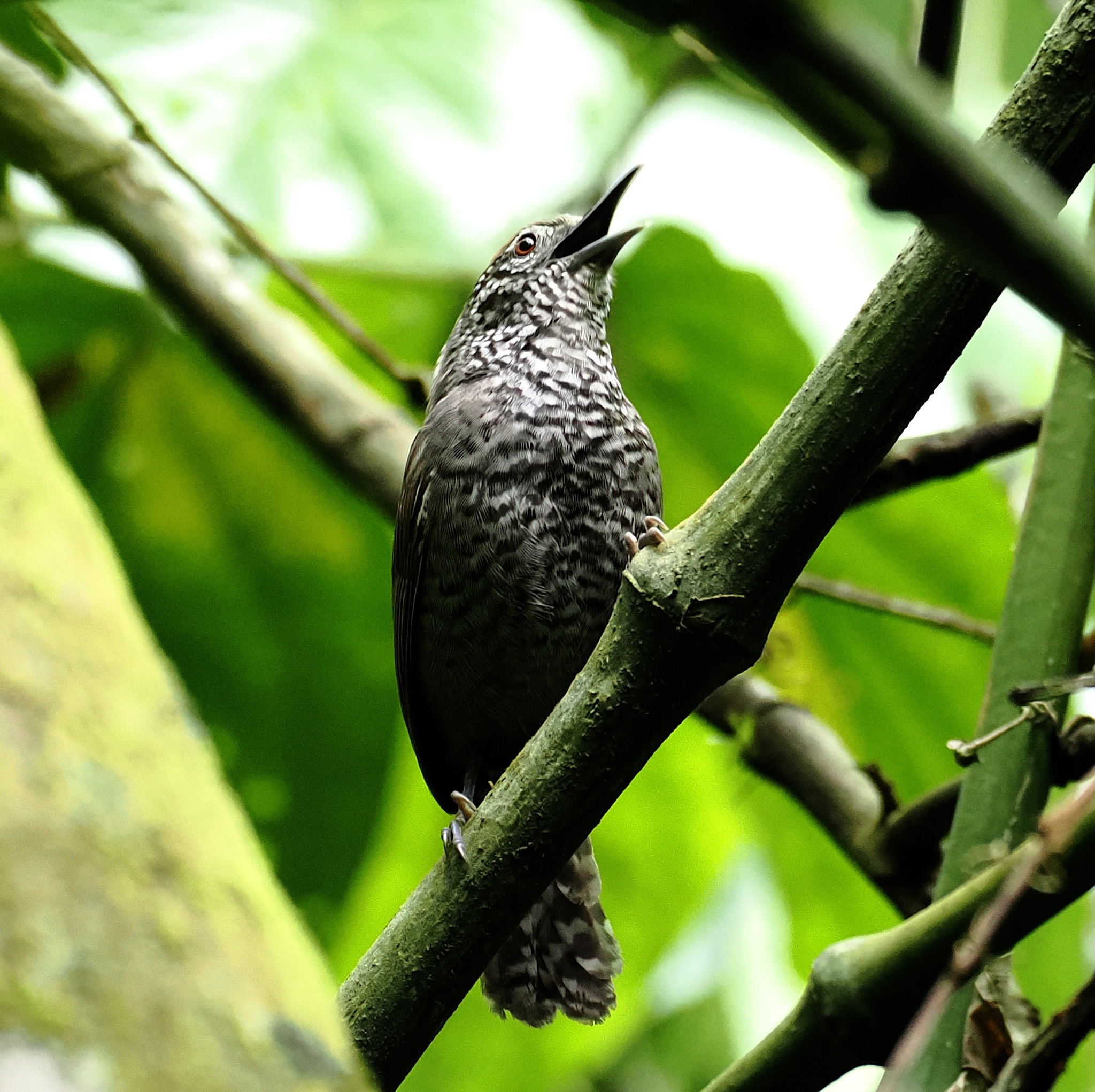 Speckle-breasted Wren (Pheugopedius sclateri), photo 1