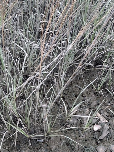 Saltmarsh Cordgrass (Sporobolus alterniflorus)
