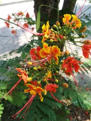Caesalpinia pulcherrima