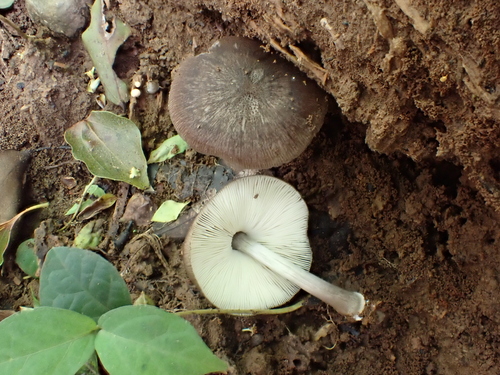 Pluteus, 2026-03-23