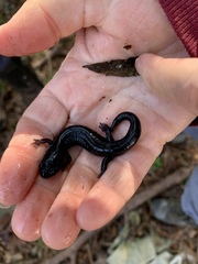 Plethodon variolatus