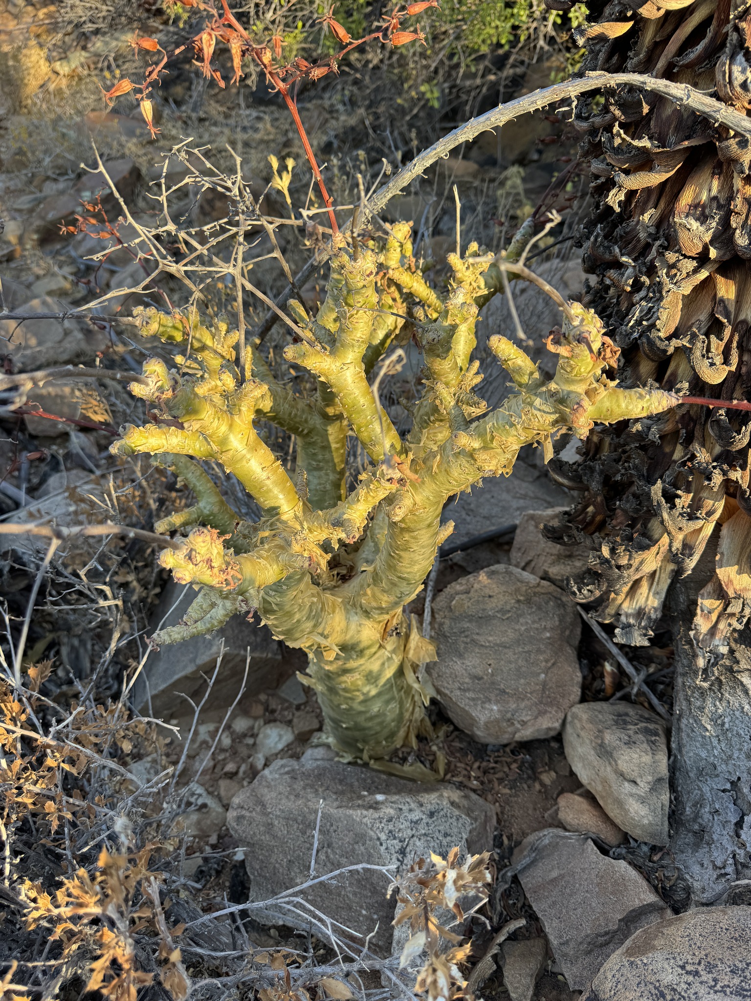 Imagem de Tylecodon paniculatus