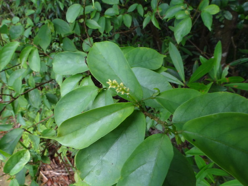 Image of Antidesma japonicum by (c) 呂一起(Lu i-chi), some rights reserved (CC BY)