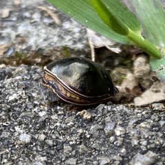 Brachyplatys punctipes