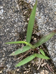 Brachyplatys punctipes