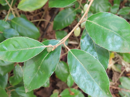Elaeagnus x ebbingei