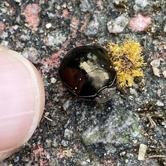 Brachyplatys punctipes