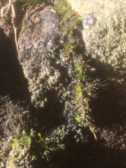 Bilimbia sabuletorum