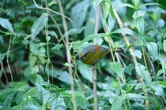 Liocichla steerii