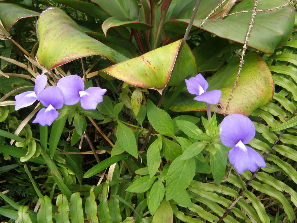 Matourea azurea; photograph Jean Jacques Godon, CC BY, iNaturalist via GBIF