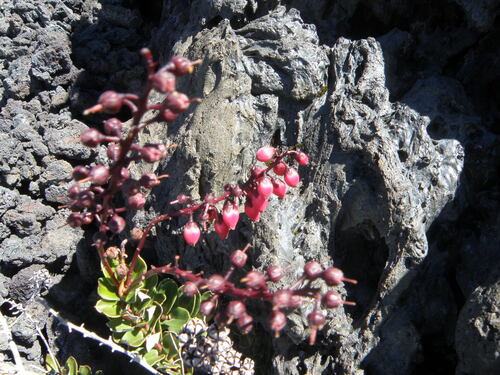 Agarista buxifolia, photograph 3
