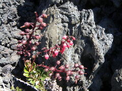 Agarista buxifolia, photograph (c) jeanjacquesgodon, some rights reserved (CC BY)