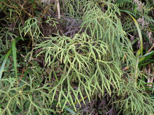 Sticherus flagellaris (Sticherus flagellaris)