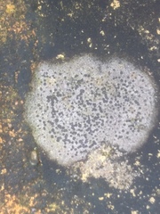 Rhizocarpon reductum