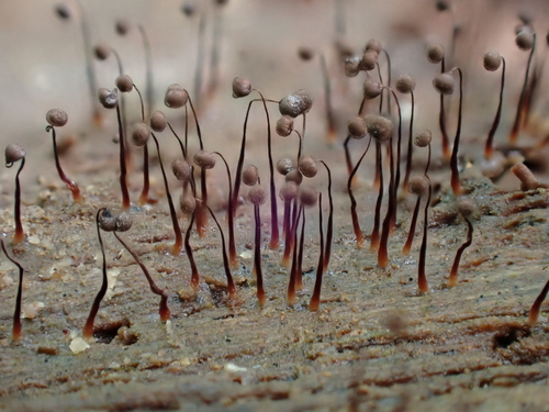 Cribraria cancellata, 2026-03-23