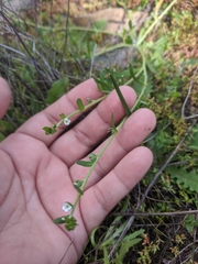 Plagiobothrys acanthocarpus