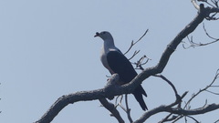 Ducula myristicivora