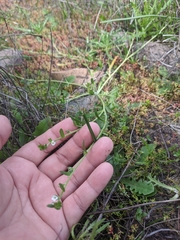 Plagiobothrys acanthocarpus