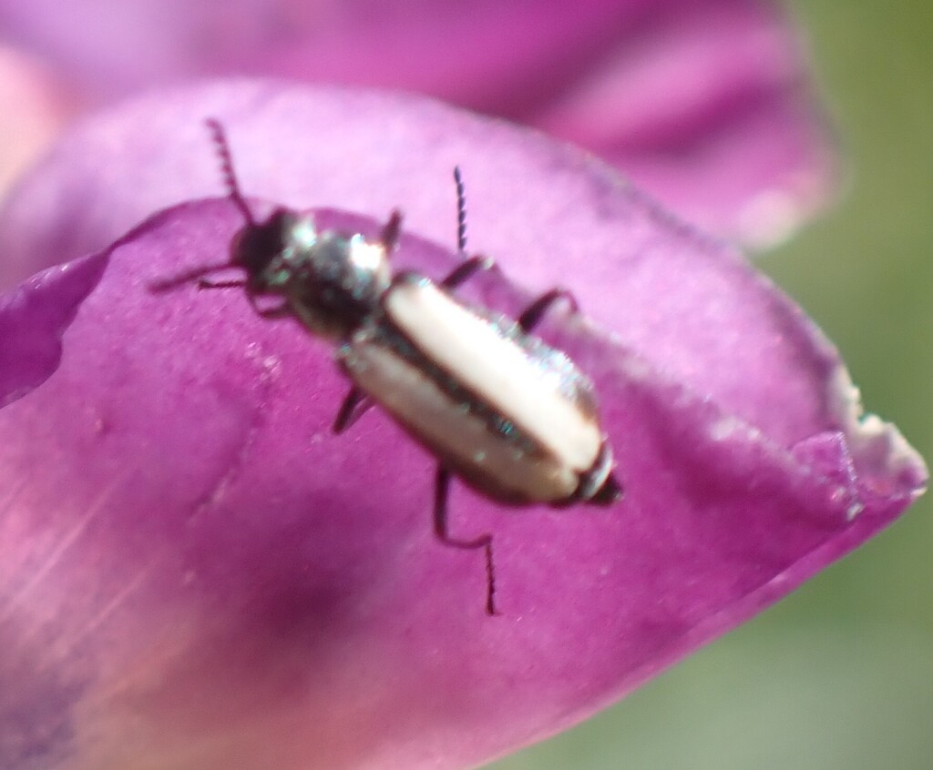 Malachius floricola