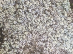 Stereocaulon nanodes