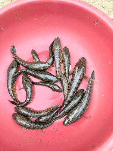 Spotted Snakehead