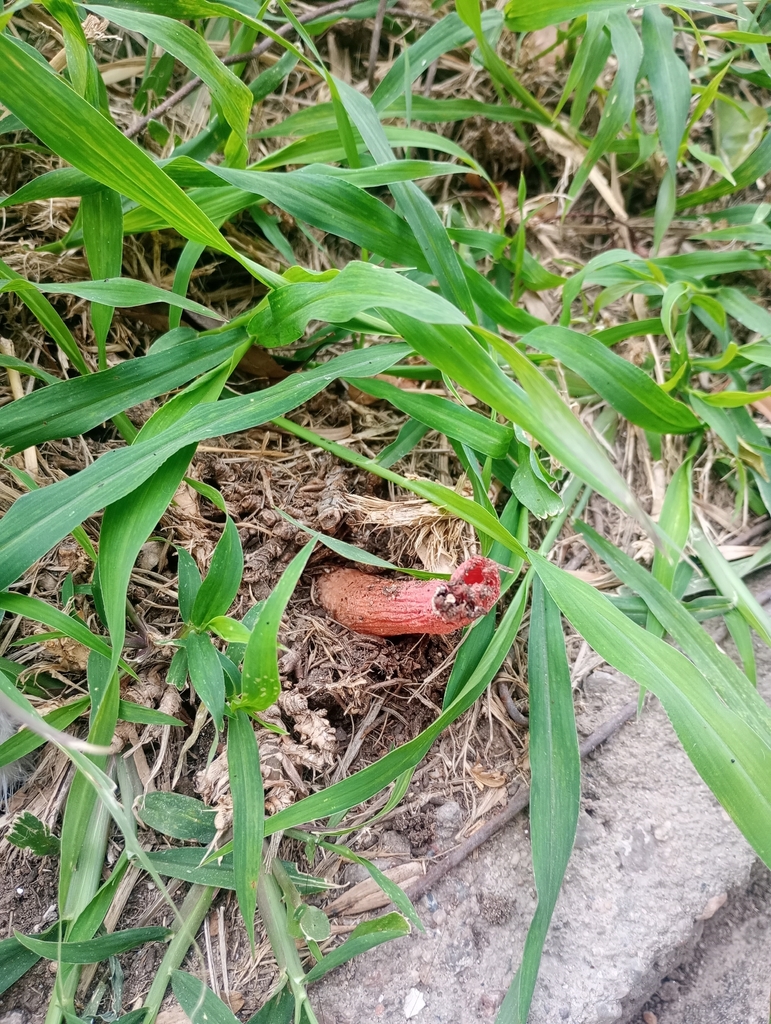 Lysurus sphaerocephalus · March 2026 · photo: © jugandoapokemon (iNaturalist, cc-by)